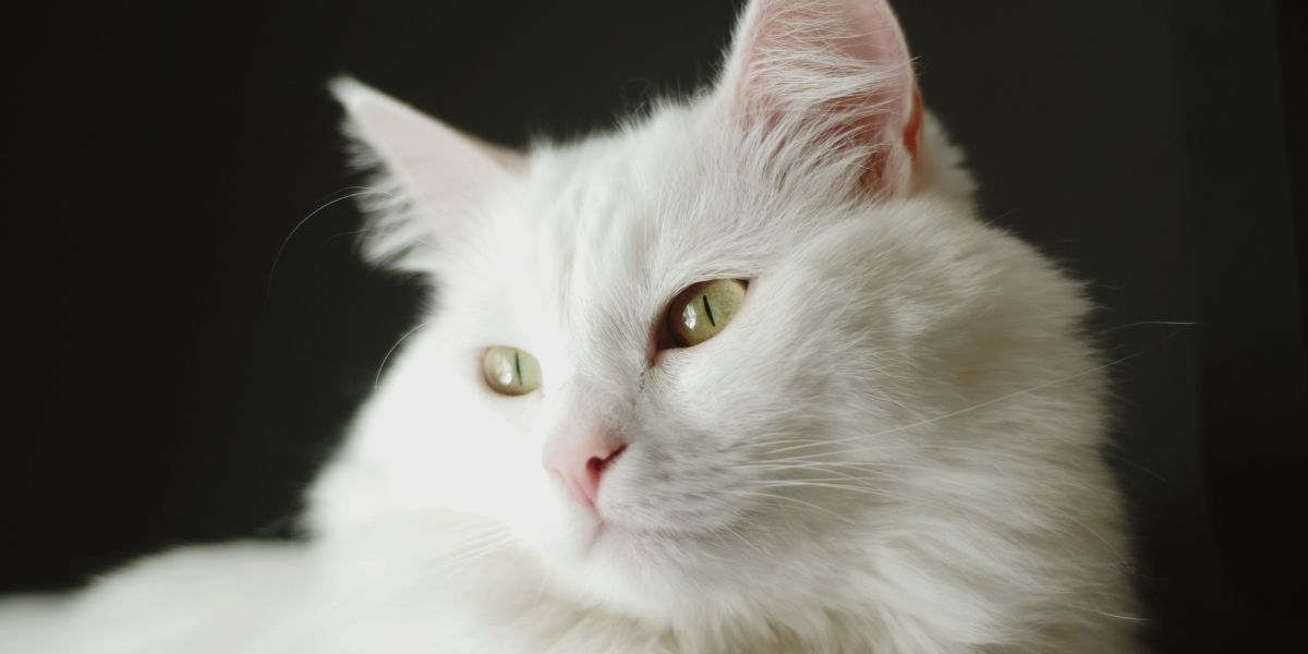 Bushy Tailed Cat Breeds
