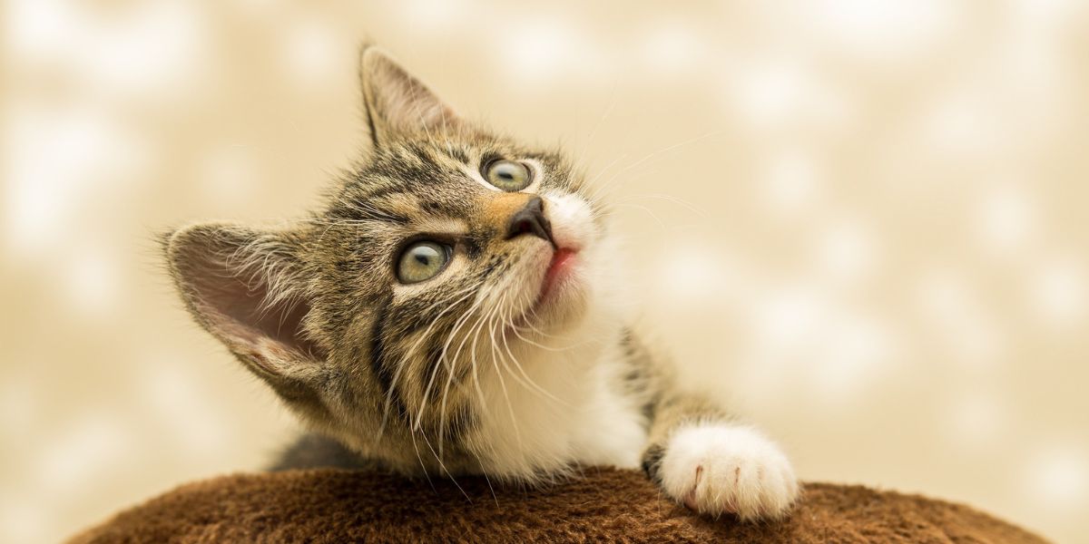 Cat Breeder Scotland