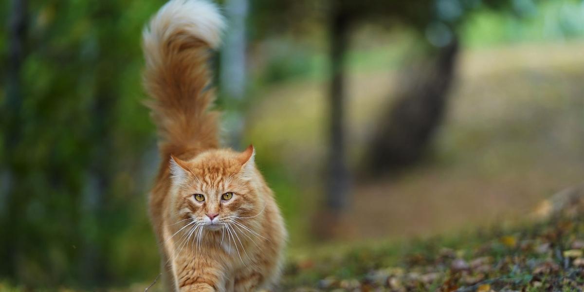 Long Tailed Cat Breeds
