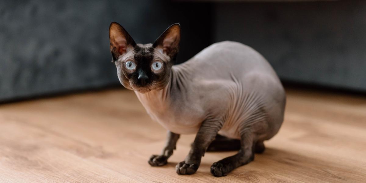 Peterbald cat breeders