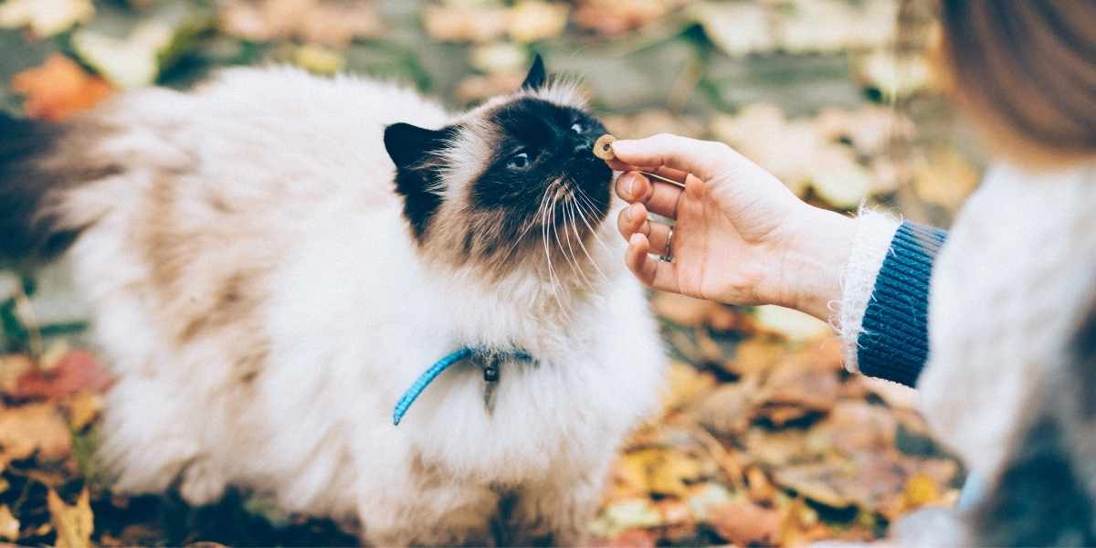 Siamese Mix Cat Breeds