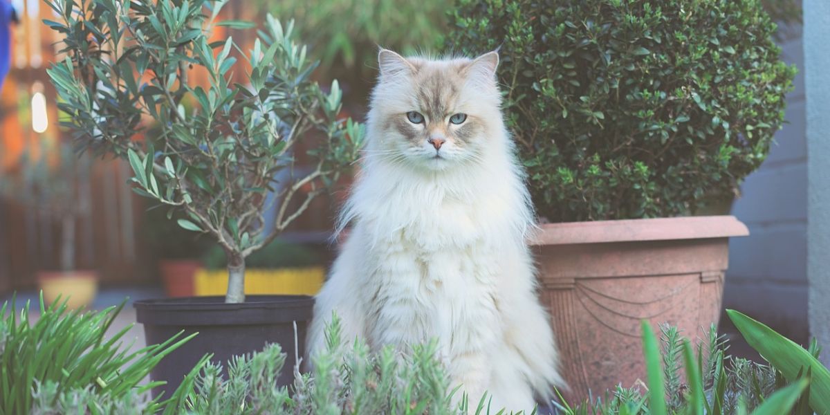 siberian cat breeder seattle