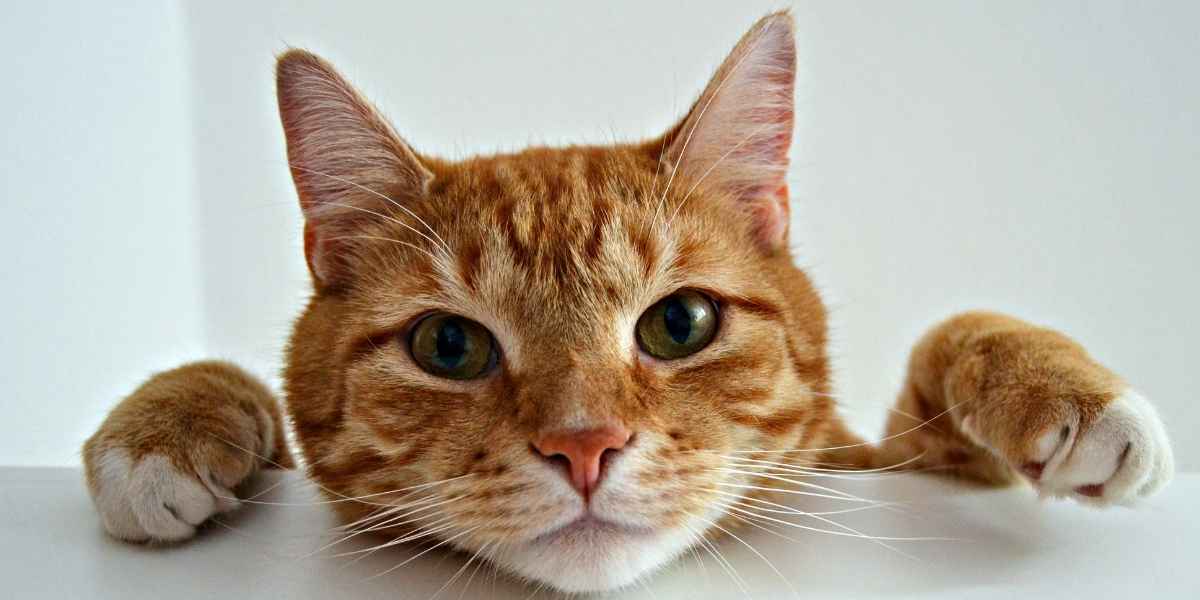 hat Cat Breed Lives the Longest