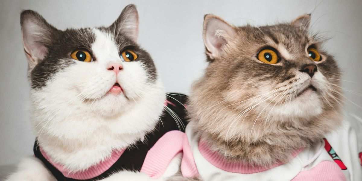 what cat breed is right for me