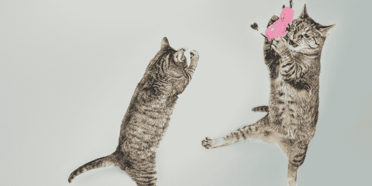 What is the Most Aggressive Cat Breed