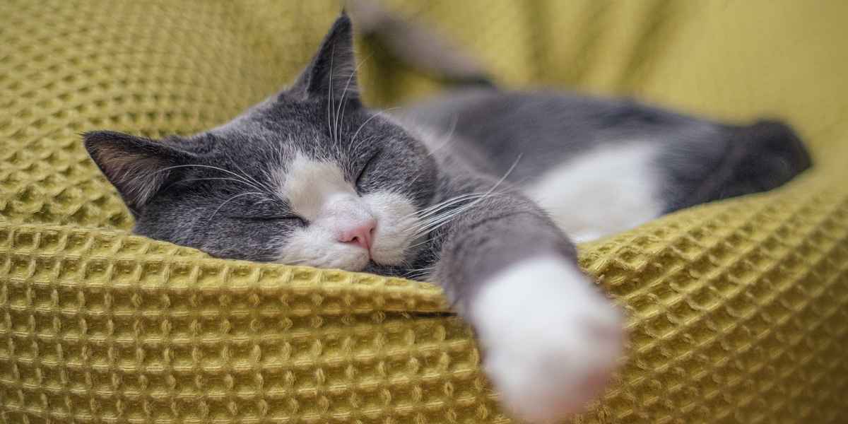 do cats breed in winter