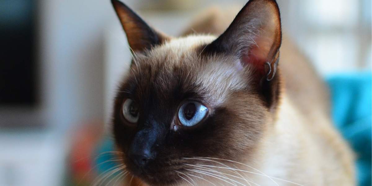 green eyed cat breeds