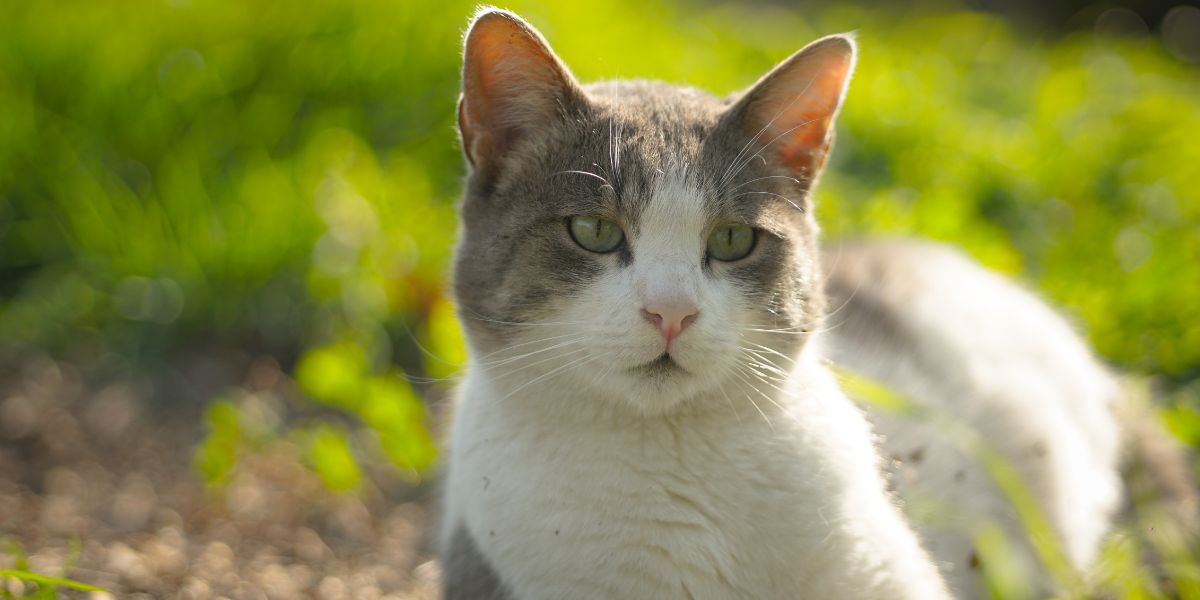 what is the healthiest breed of cat