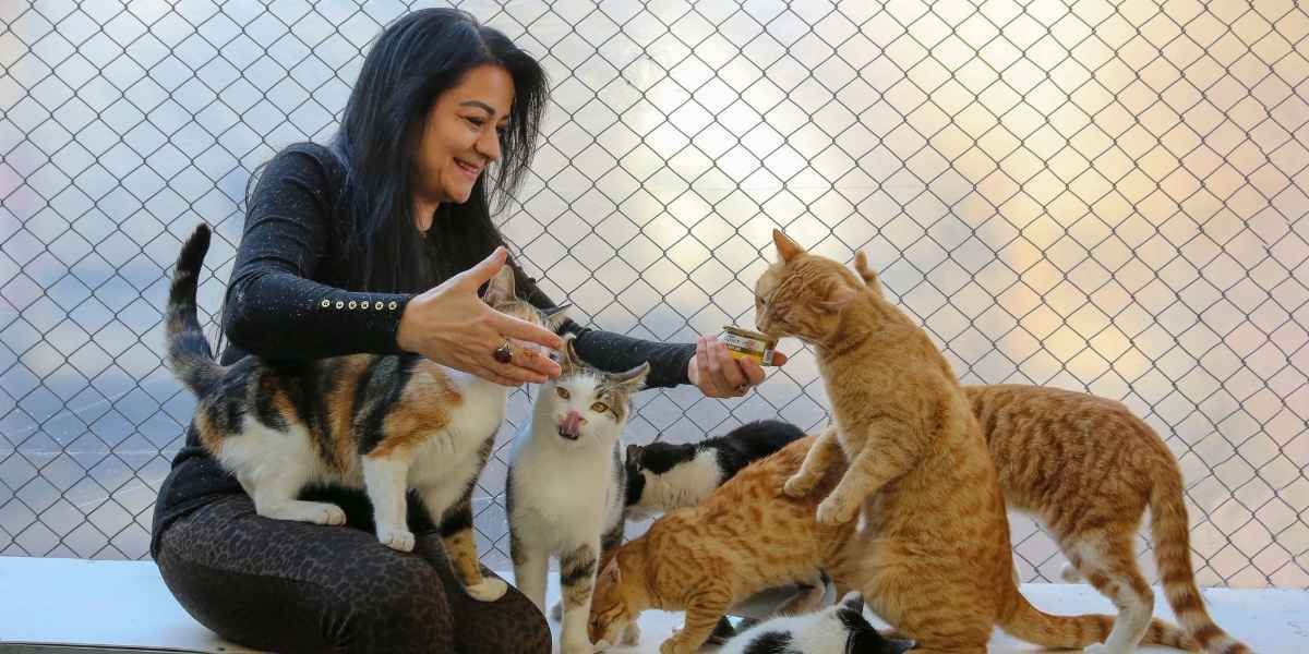 what cat breed is best for me