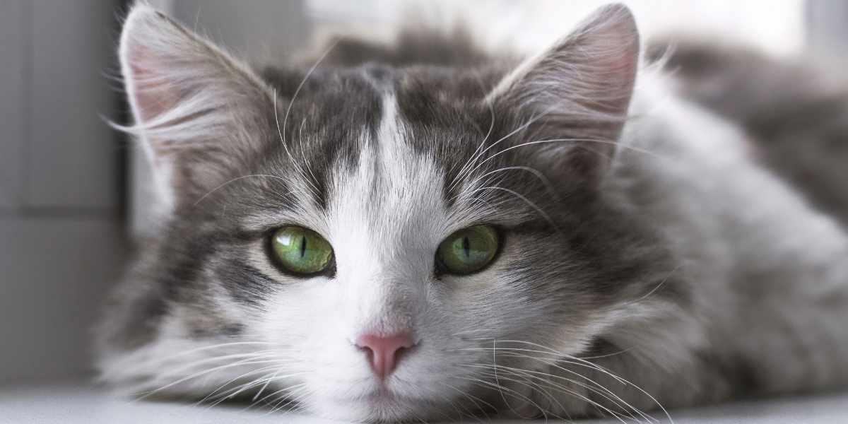 Cat Breeds with Green Eyes