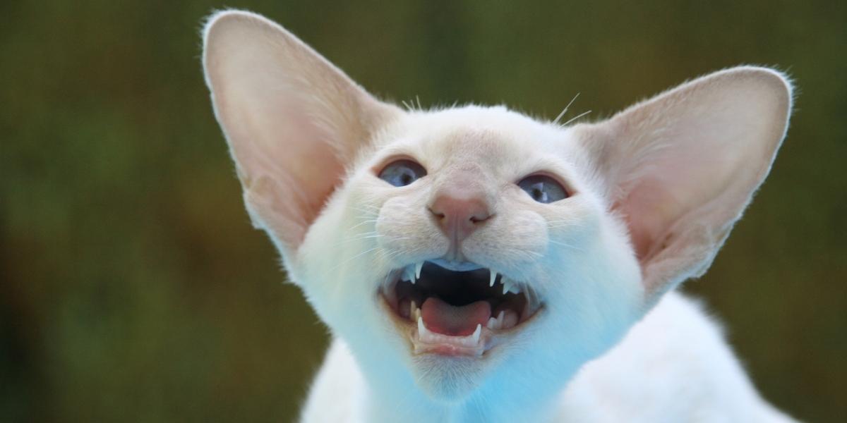 Cat Breeds with Long Hair in Ears