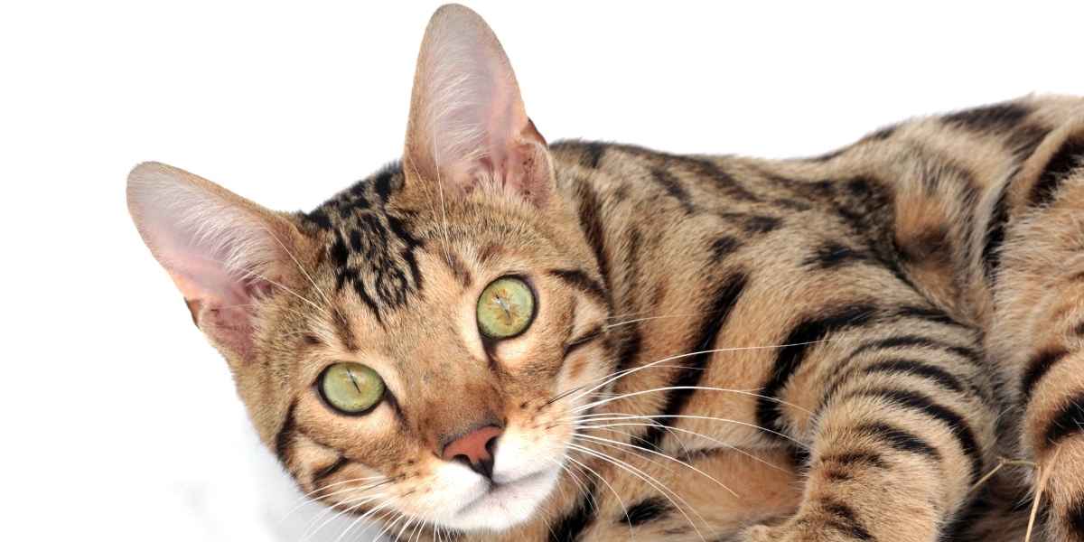 Cat Breeds with Spots