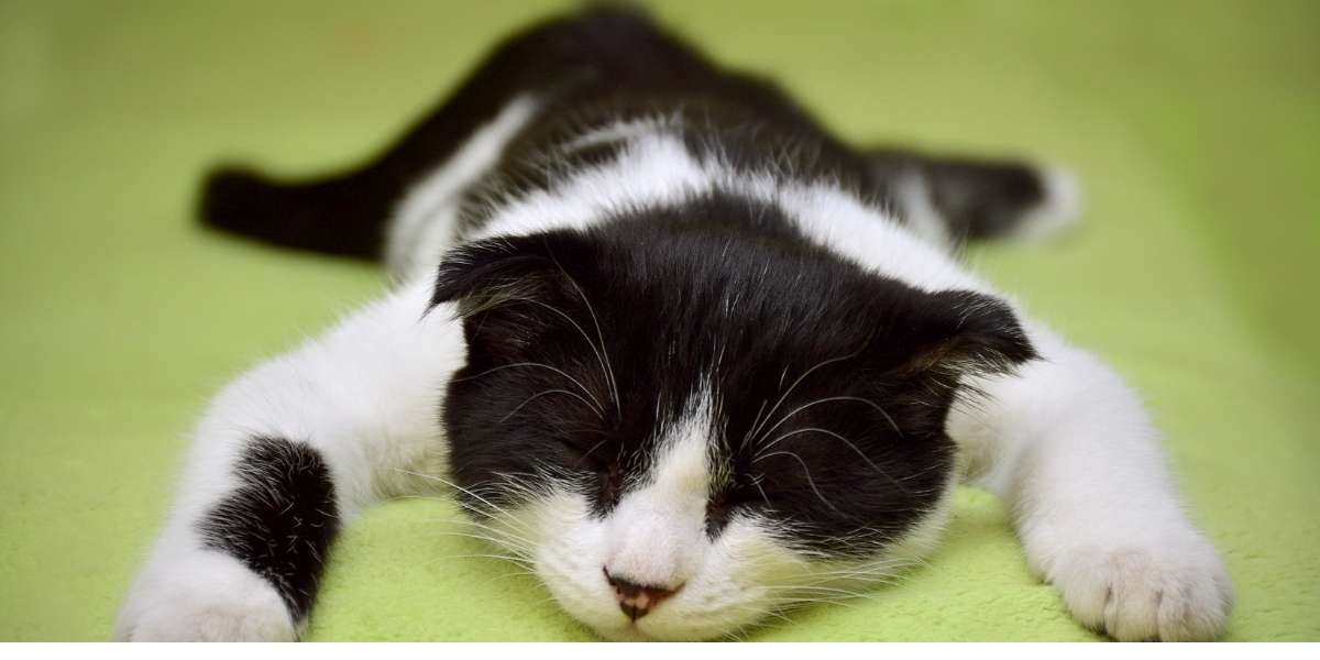 mixing cat breeds