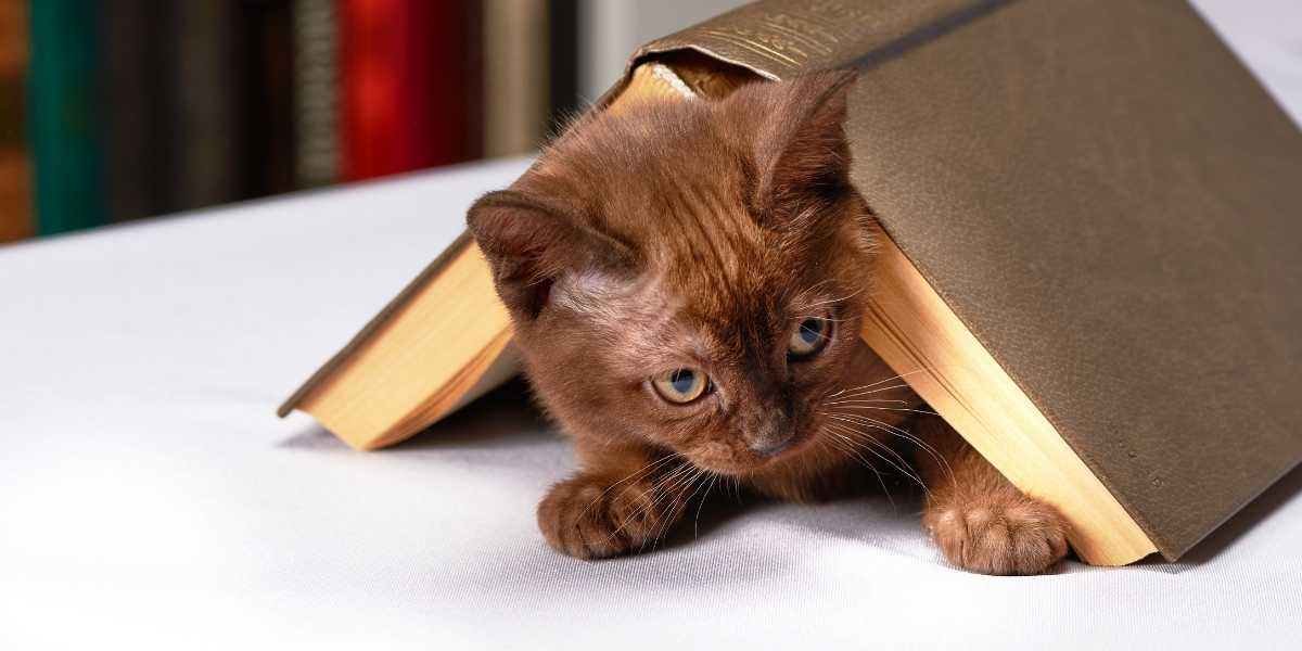 what breed of cat is henri in louise penny books