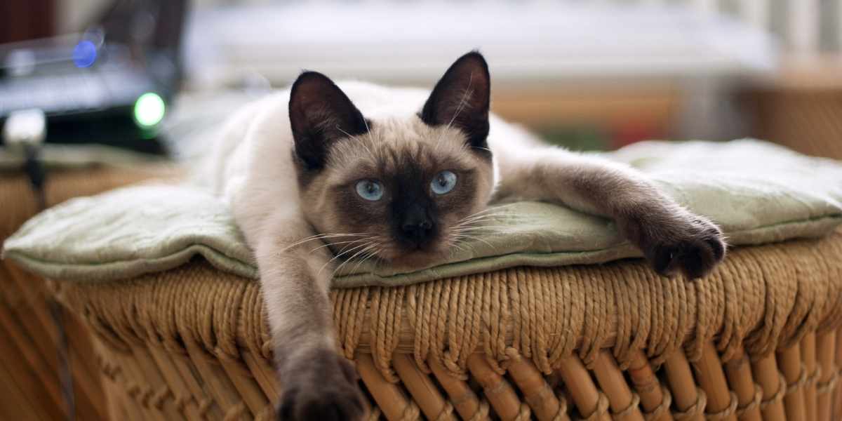 what do cats do all day