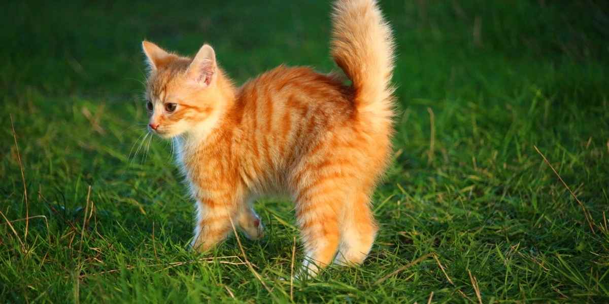 body language of cats tails