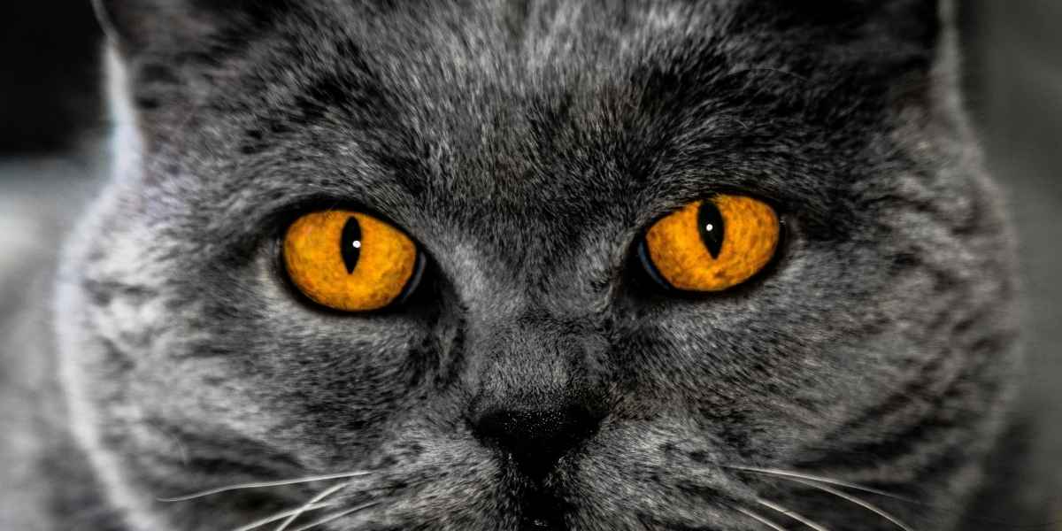 cat breeds with orange eyes