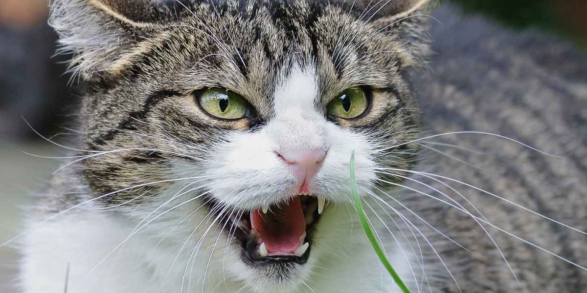 why do cats look angry