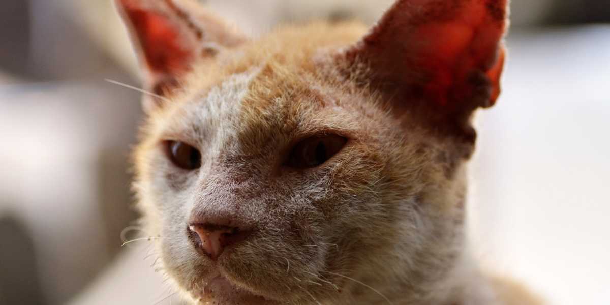9 lives cat food making cats sick