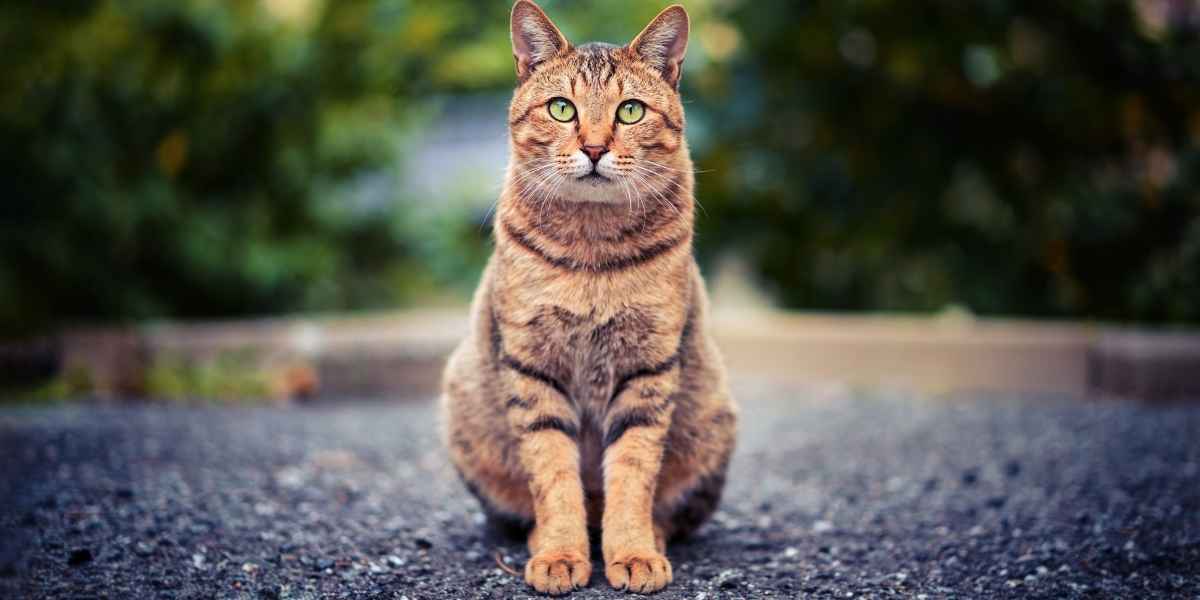 confidence cat