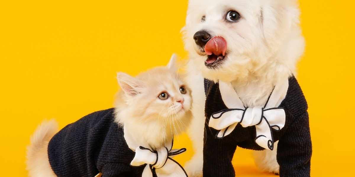 can you use a dog harness for a cat