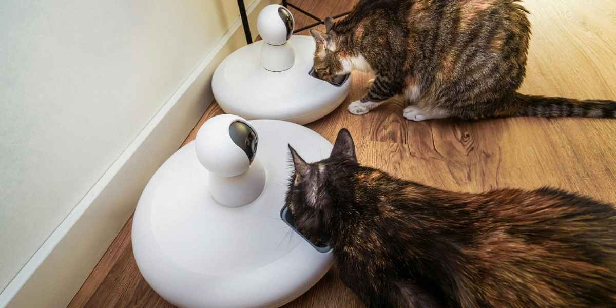 cat food chain