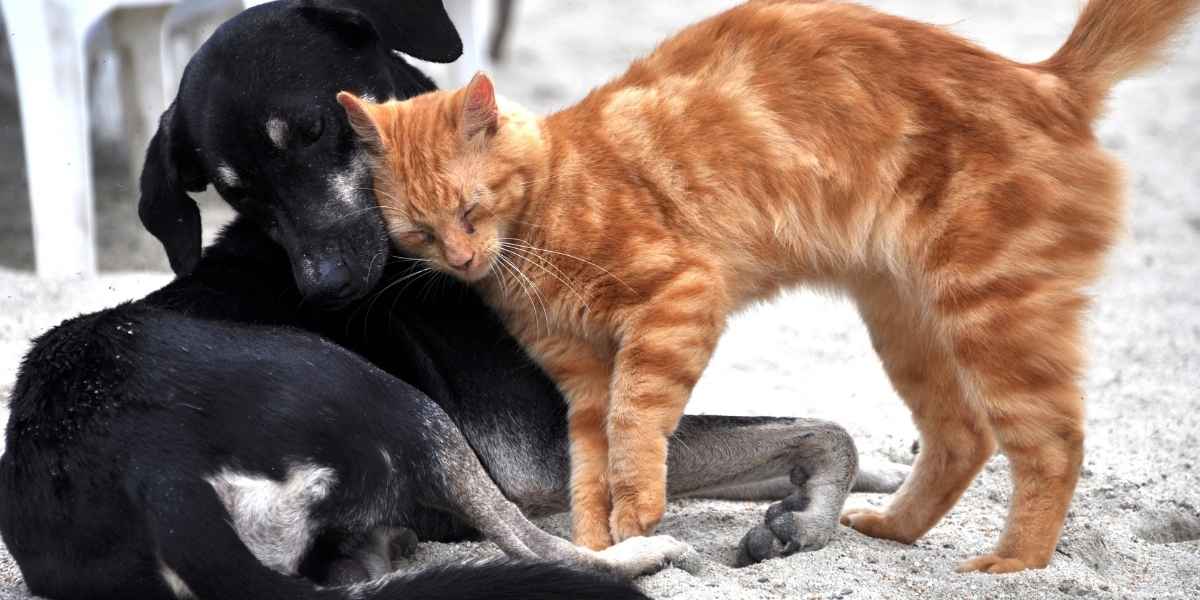 cat kneading and shaking bum