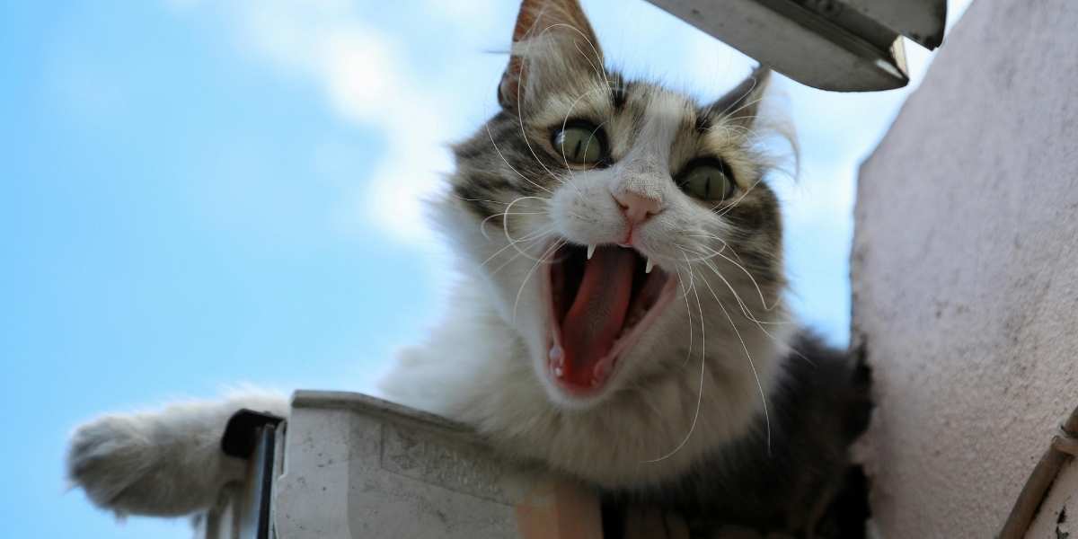 cat time out
