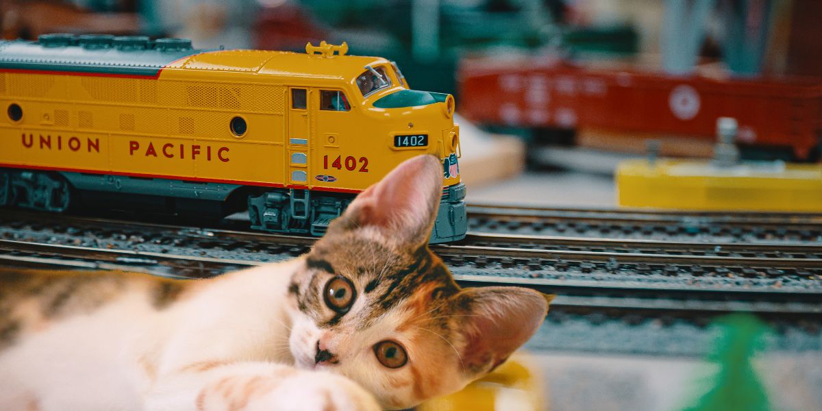 cat train set