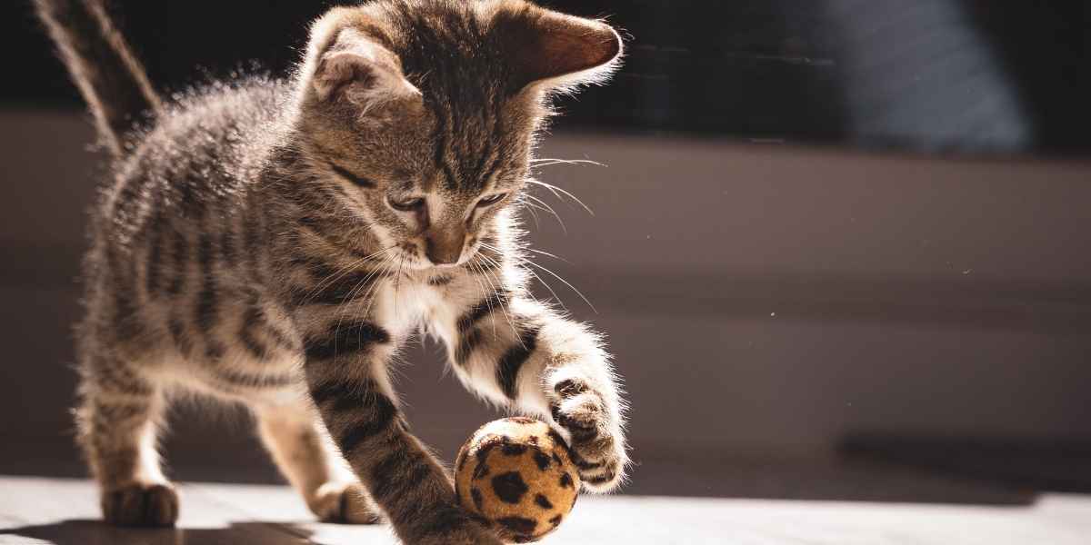 decoding your cat