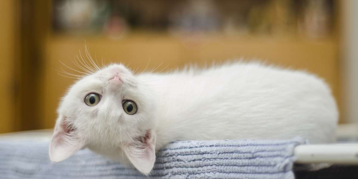female cat behaviour after neuterin
