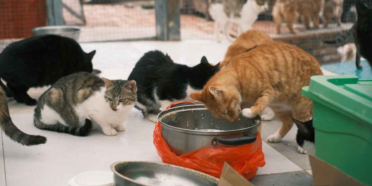 what do house cats do all day