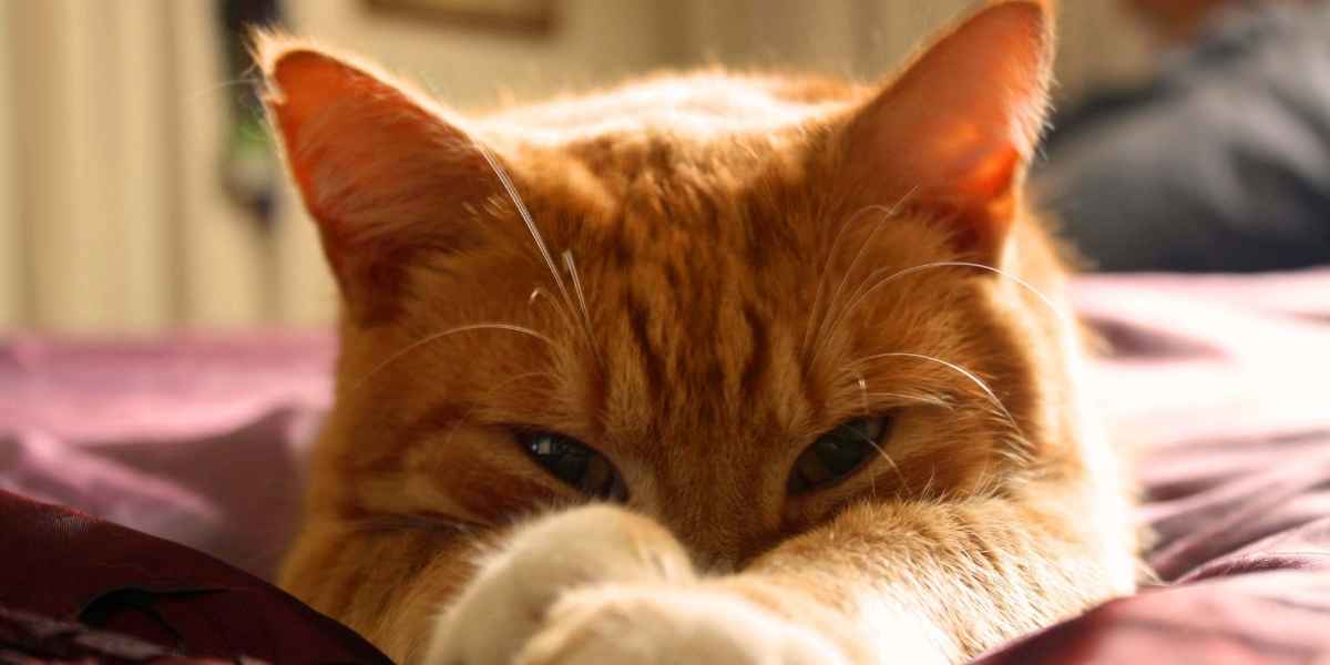 cat scratch dashboard car glovebox