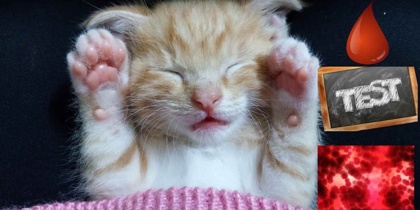 cat wellness exam
