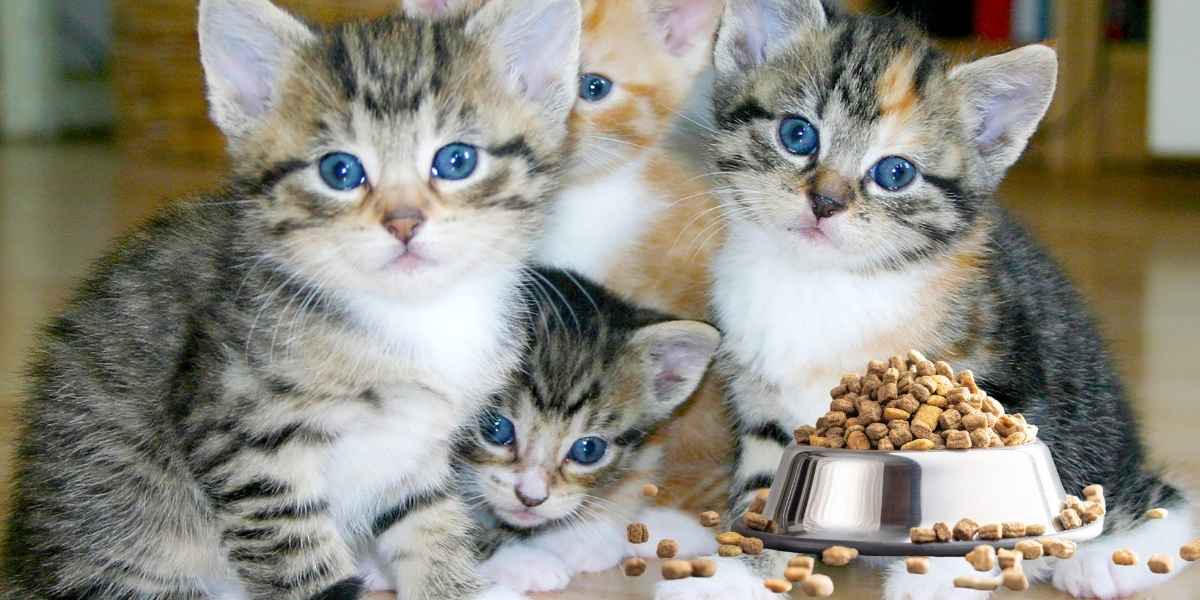 diamond care urinary cat care dry cat food