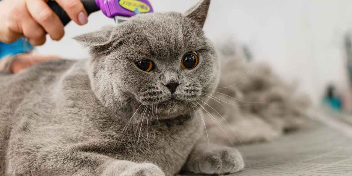 groomed cat styles