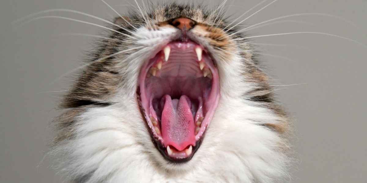 warning signs your cat is crying for help