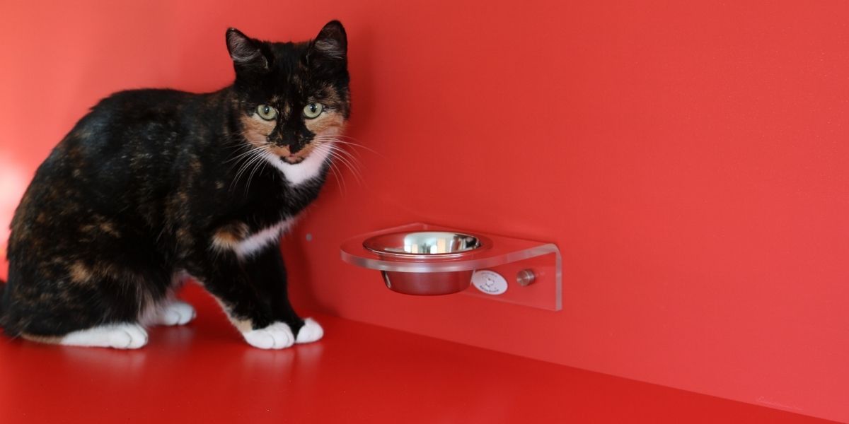wellness core digestive health cat food