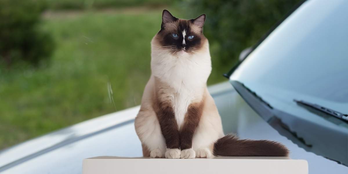 car smells like cat pee but no cat
