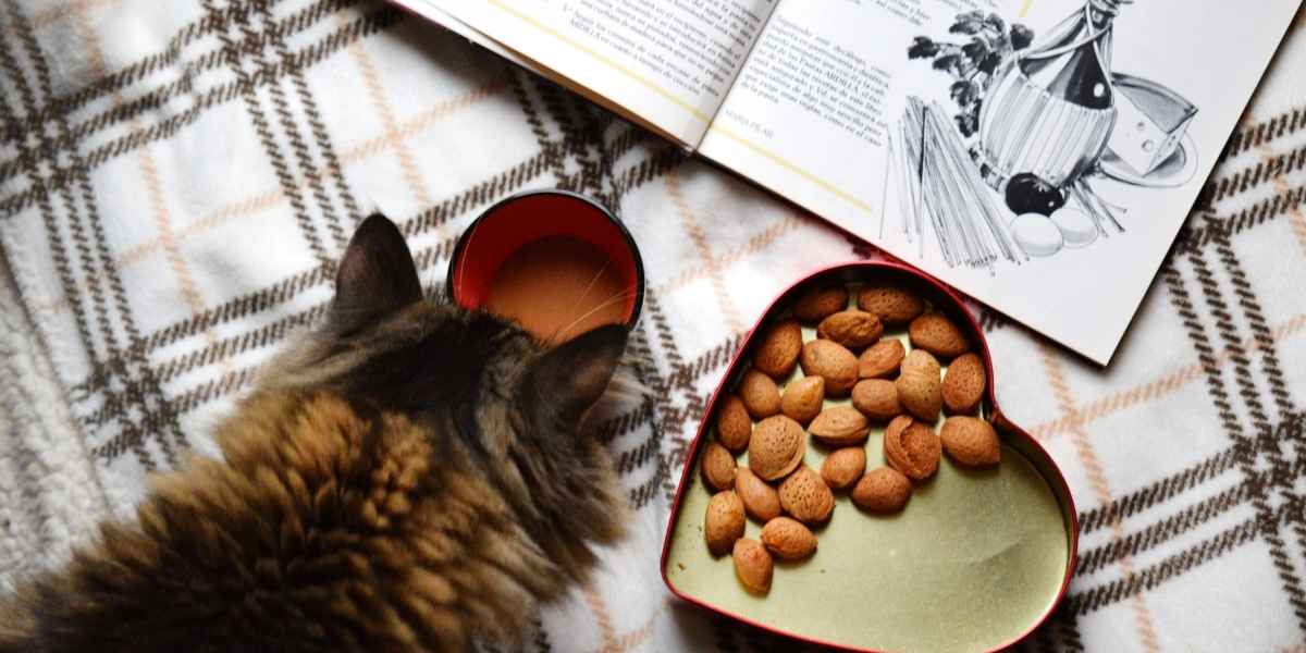 how long does dry cat food last once opened