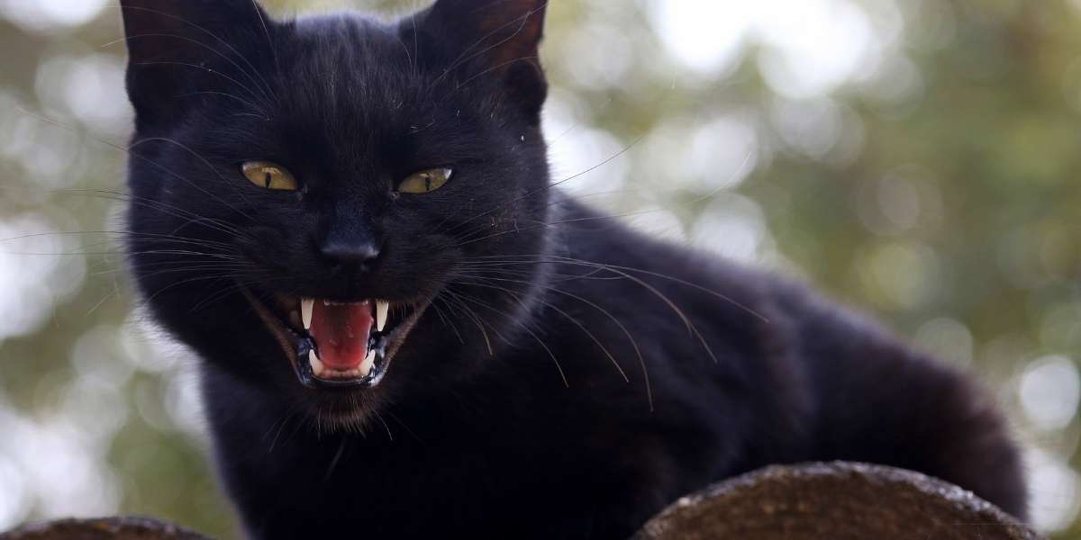 why do cats bite each other when grooming