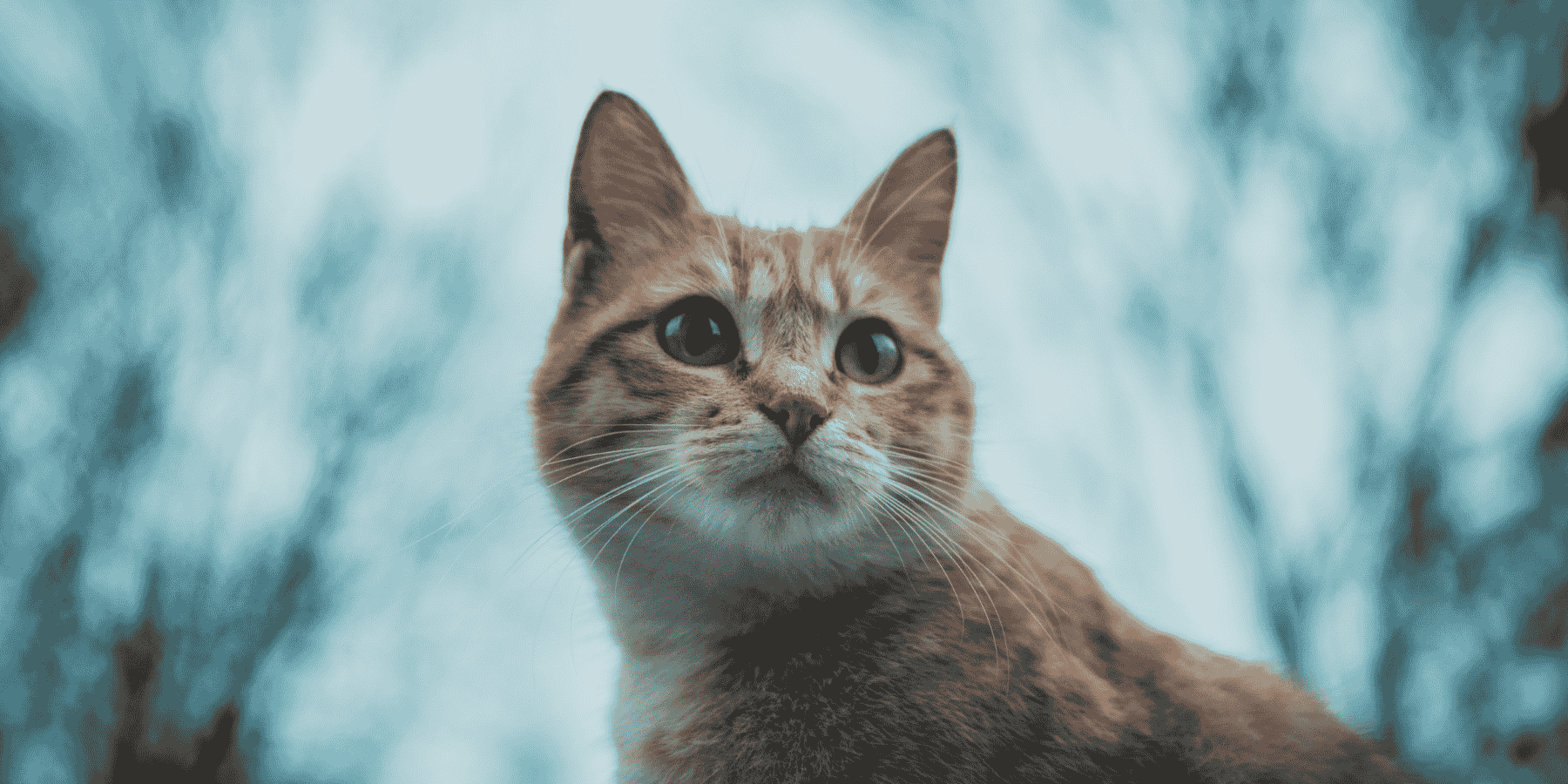 are cats evil in the bible