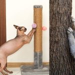 how to stop a cat scratching at a door