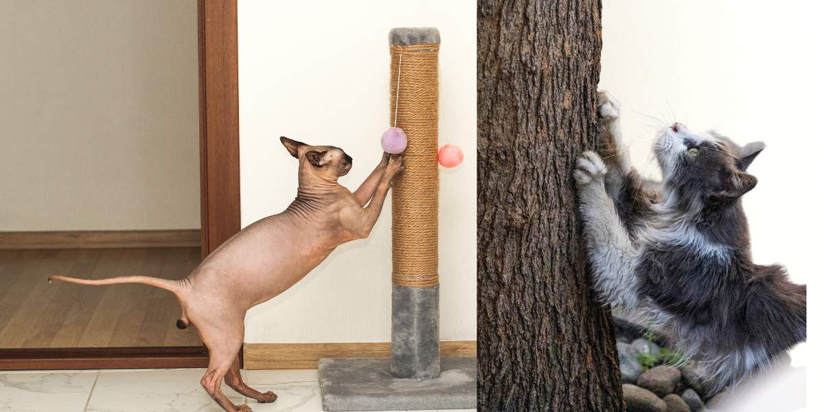 how to stop a cat scratching at a door