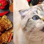 do cats taste spicy food