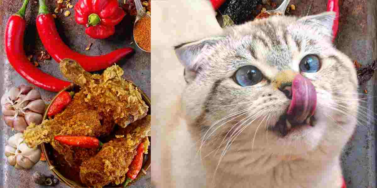 do cats taste spicy food