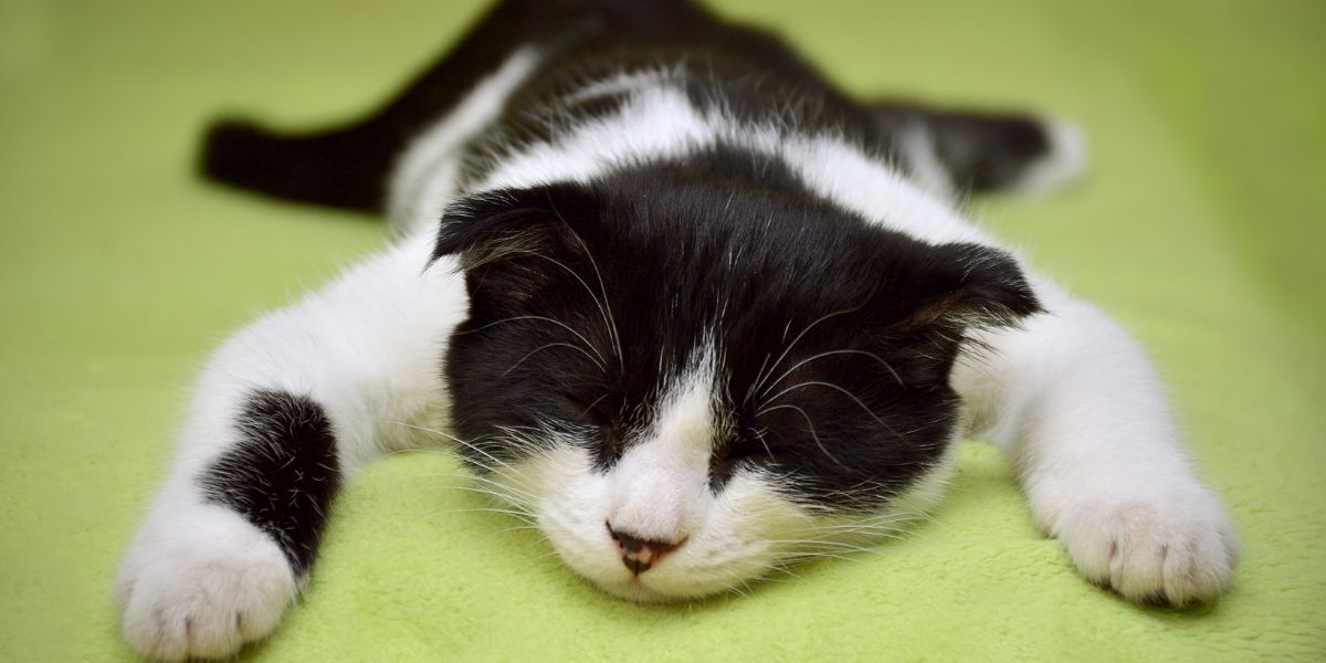 what to do when your cat dies